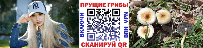 Псилоцибиновые грибы прущие грибы  Раменское 